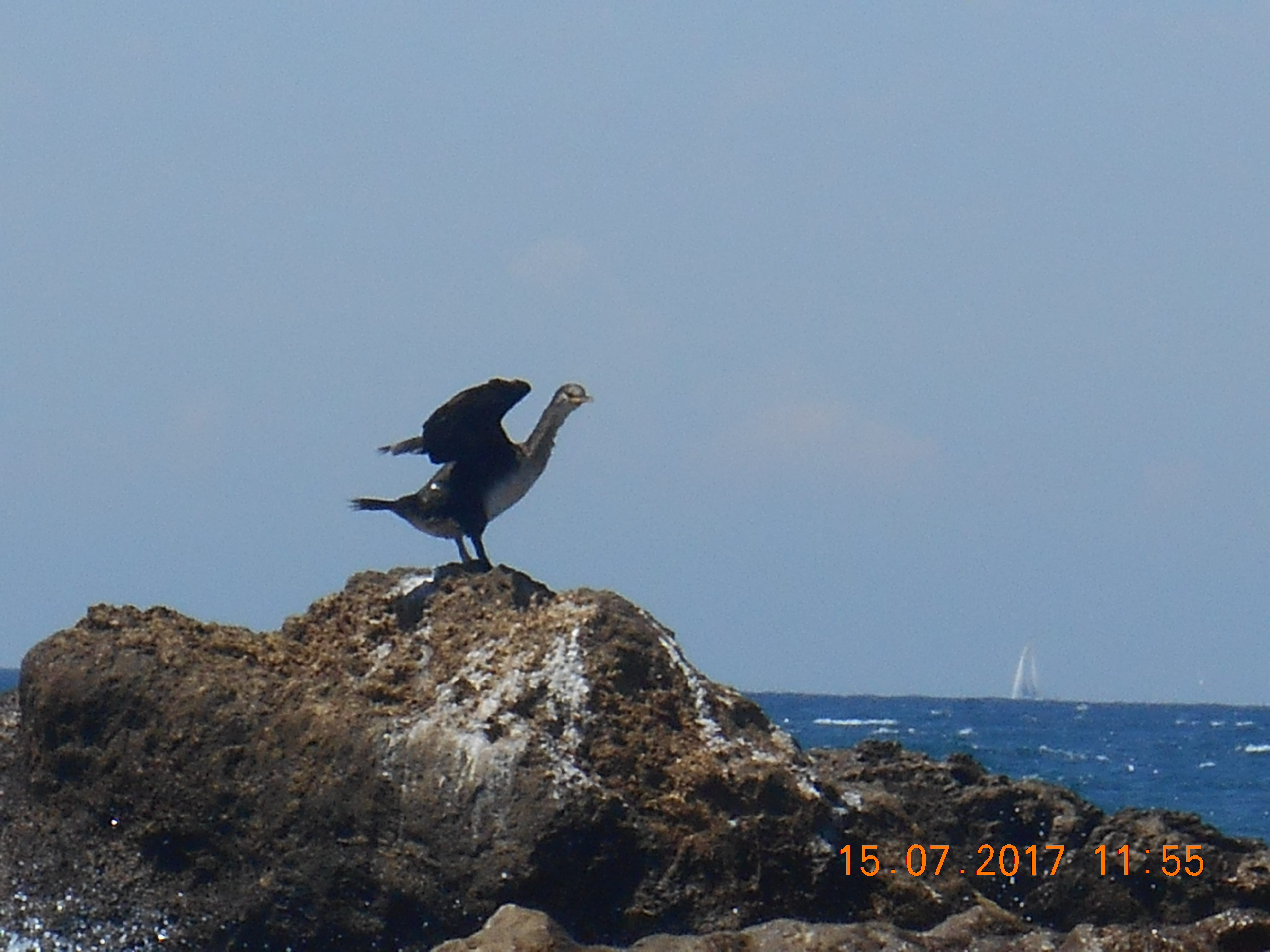 Uccelli marini Seabirds mare mediterraneo sea oceano intotheblue.it