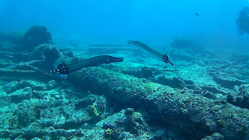 Trumpetfishes Aulostomidae Pesce trombetta intotheblue.it