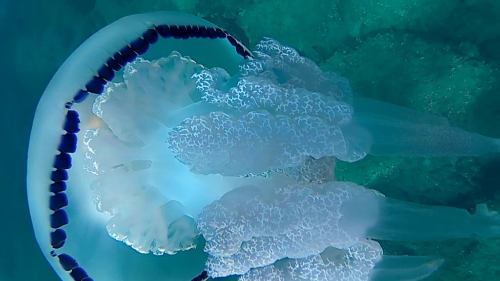 Barrel Jellyfish - Polmone di mare - Rhizostoma pulmo - intotheblue.it