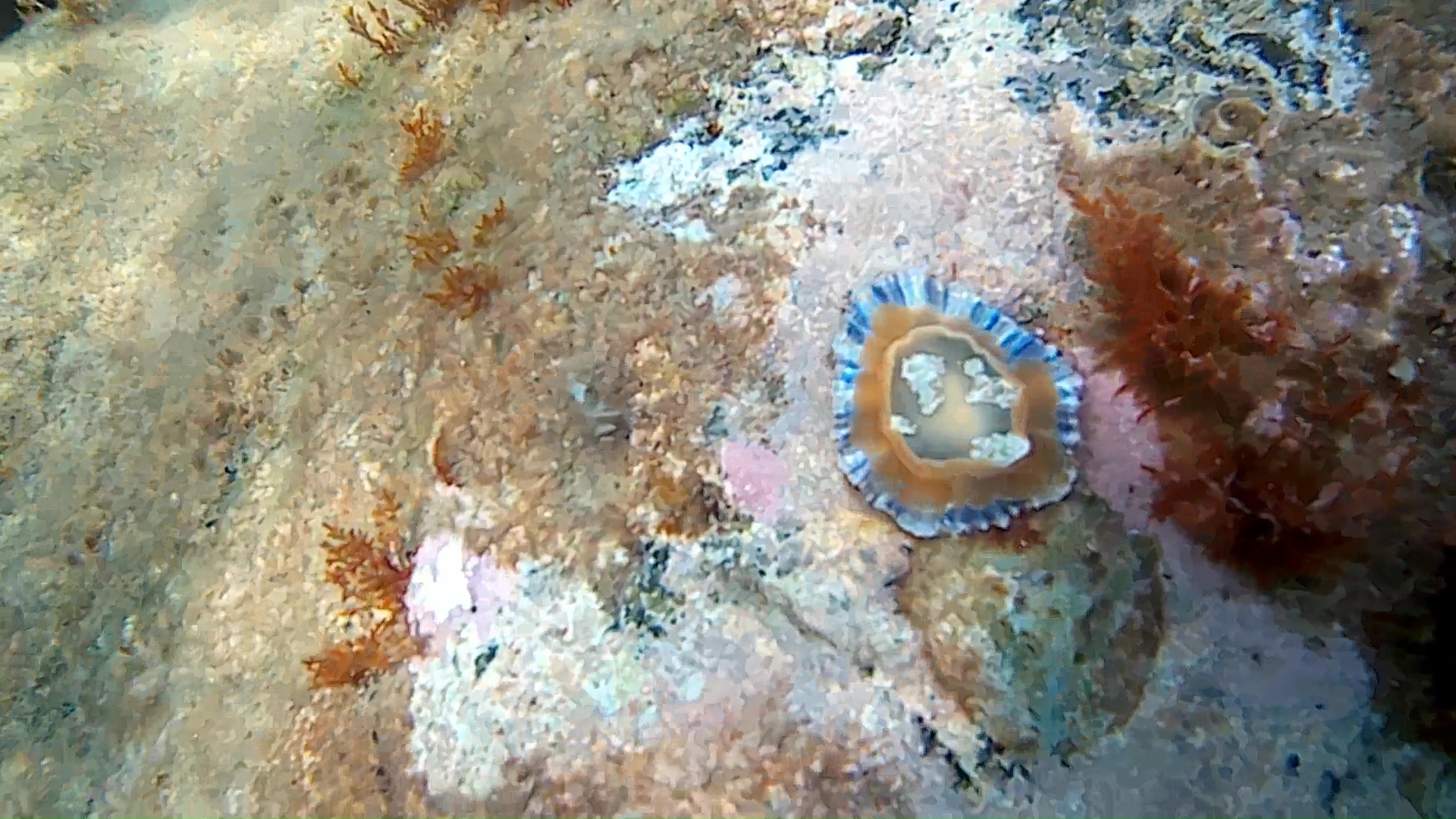  Le Patelle (famiglia Patellidae) sono molluschi gasteropodi dell’ordine Archeogasteropodi - intotheblue.it