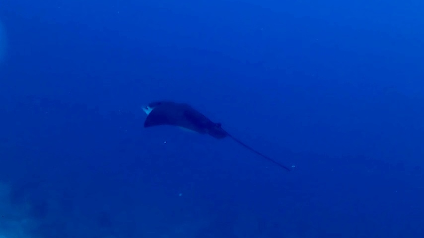 Aquila di mare Maculata - Spotted Eagle Ray - Aetobatus Narinari