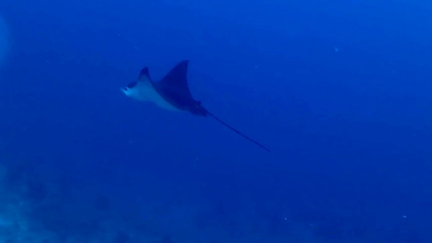 Aquila di mare Maculata - Spotted Eagle Ray - Aetobatus Narinari