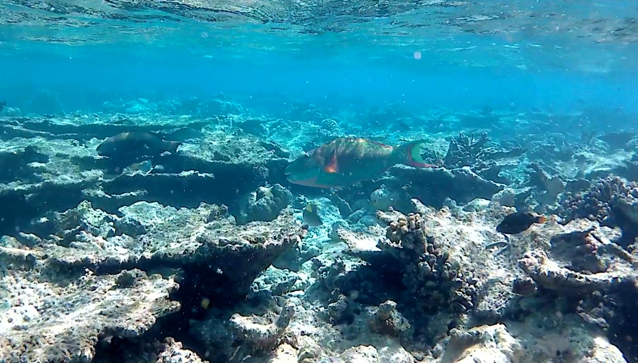 Pesce Pappagallo - Parrotfishes - intotheblue.it