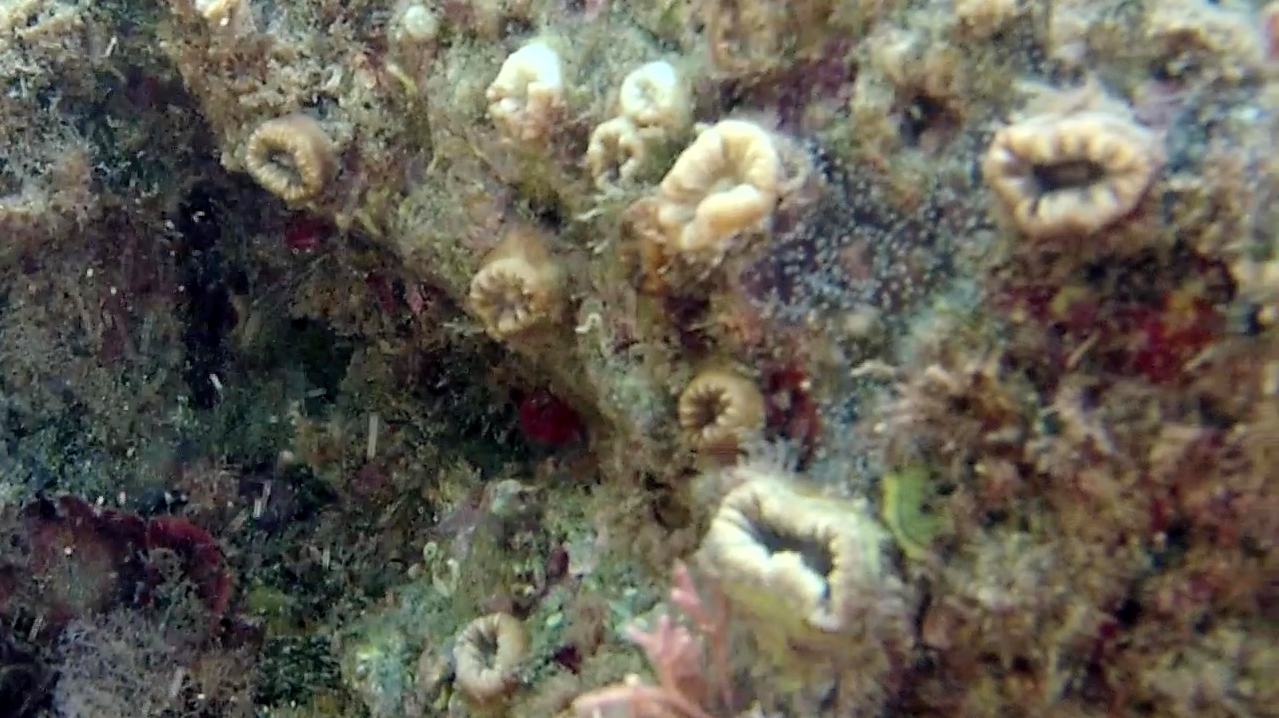 madrepora solitaria - scarlet coral - balanophyllia europea - intotheblue.it