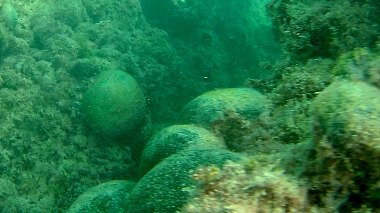 alga palla verde - seaweed green ball - codium bursa - intotheblue.it