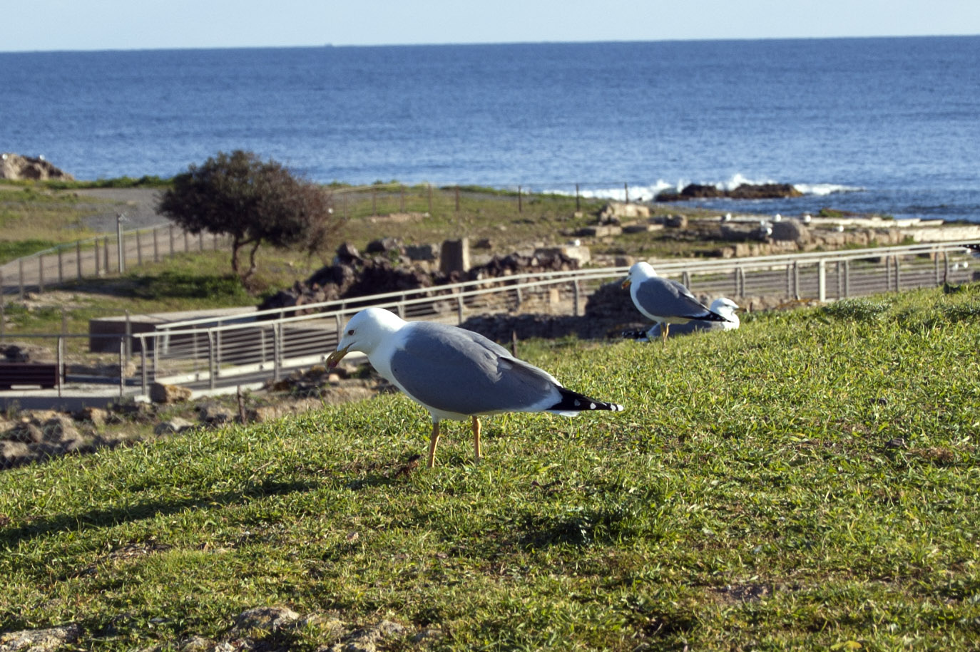 Yellow-legged gull - Archaeological area of Nora - Pula Sardinia - intotheblue.it