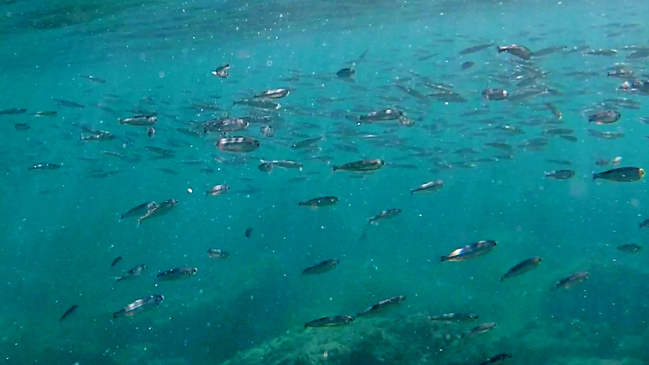 Le Acciughe del Mediterraneo - The Mediterranean Anchovy - Engraulis encrasicolus - intotheblue.it