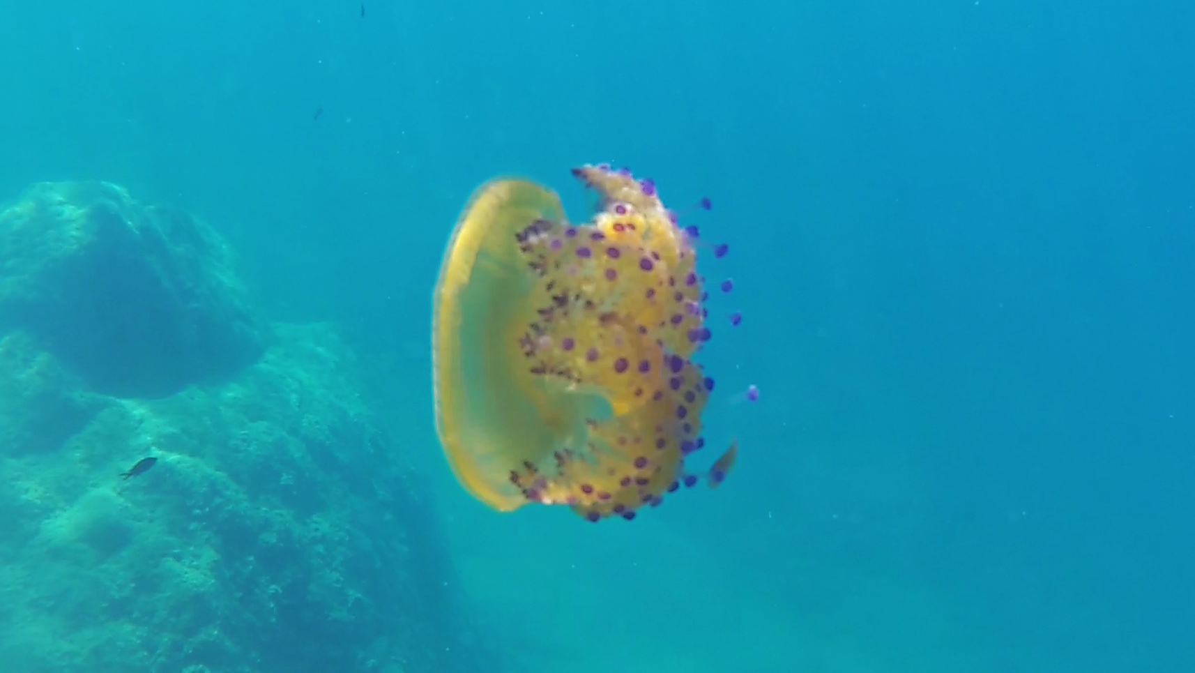 Simbiosi tra pesce e medusa - intotheblue.it
