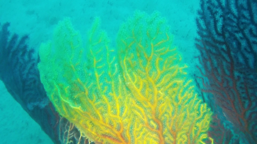 False Black Coral - Savalia Savaglia