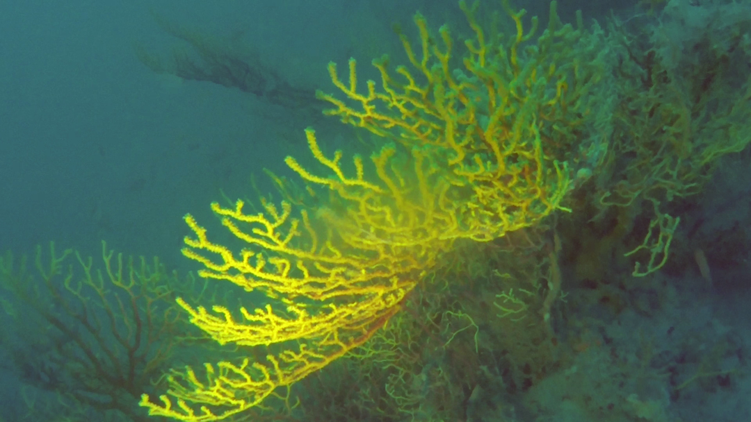 Savalia savaglia "falso corallo nero"