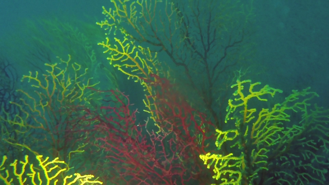 Il falso corallo nero -Savalia savaglia - false black coral