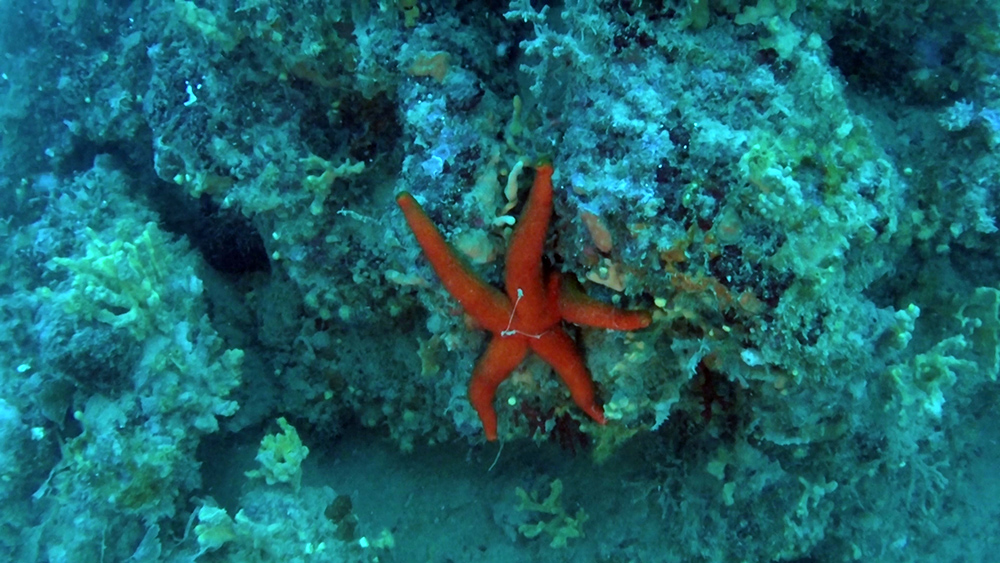 Muraena helena - Echinaster sepositus - Stylocidaris affinis