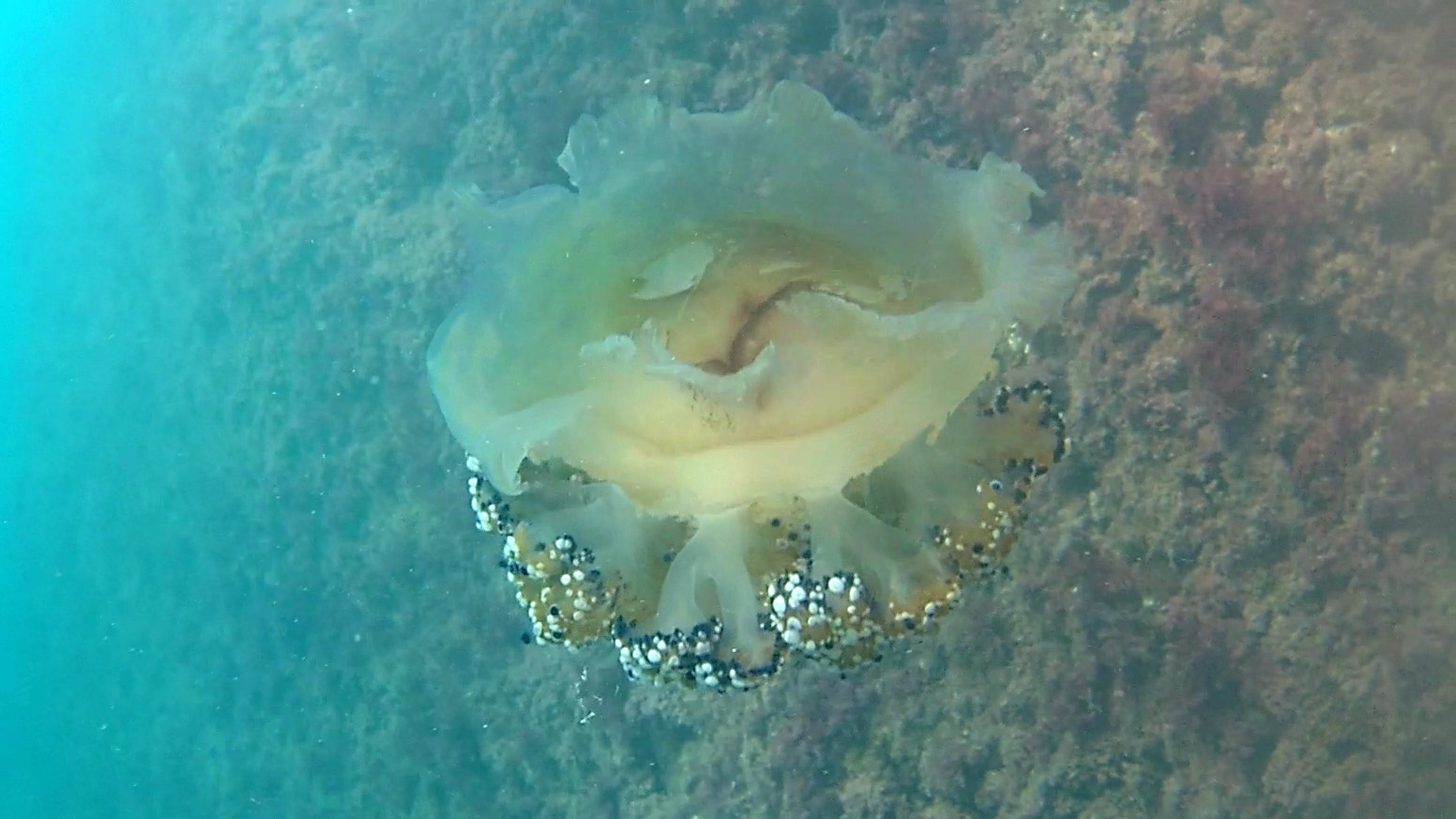 Mediterranean jellyfish