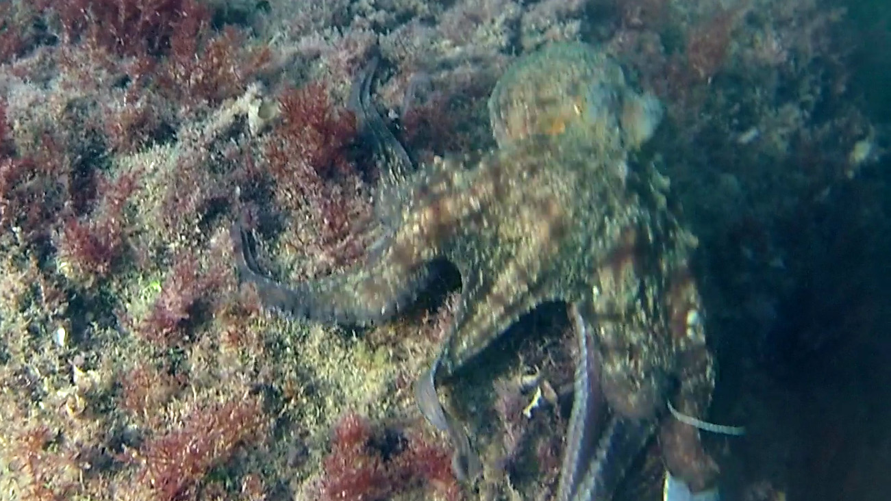 Common Octopus - Octopus vulgaris
