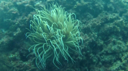 anemone-2016-11-01-20h10m31s56