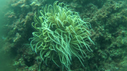 anemone-2016-11-01-20h12m13s36