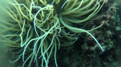 anemone-2016-11-01-20h12m50s180