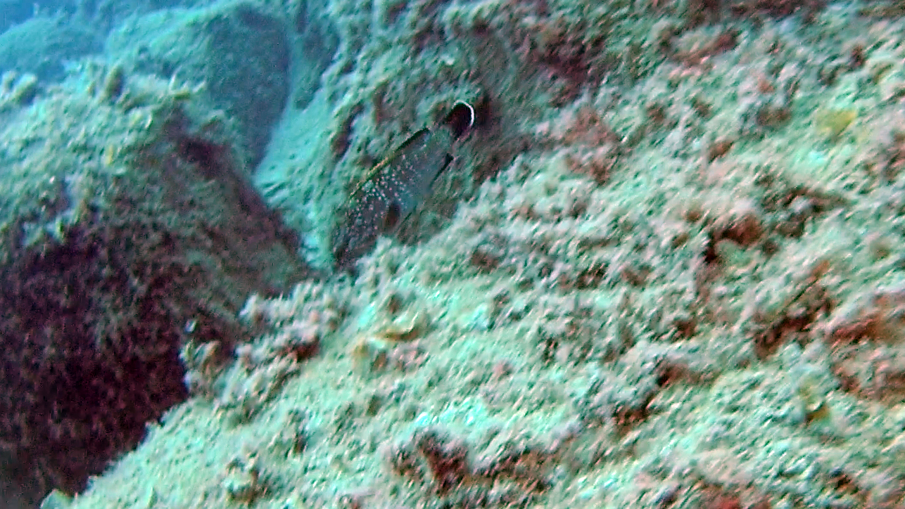 Dusky grouper - Epinephelus marginatus