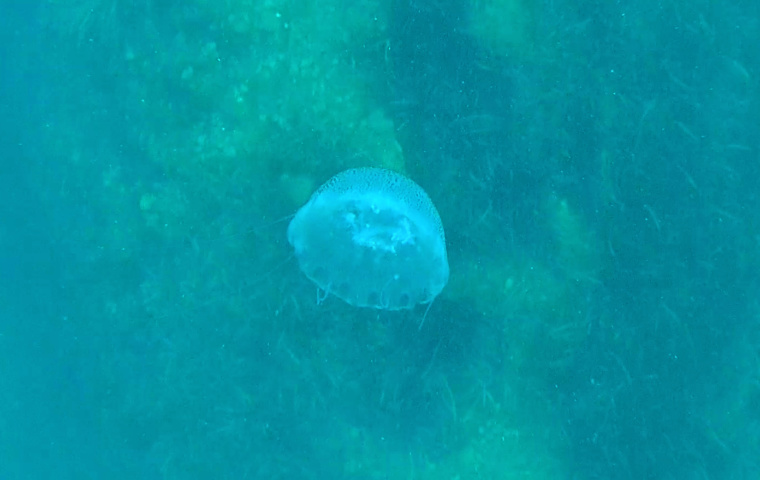 Medusa Aequorea forskalea è una medusa facente parte della famiglia dei Aequoreidae - intotheblue.it
