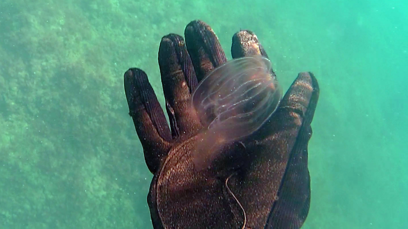 Sea Walnut - Mnemiopsis leidyi