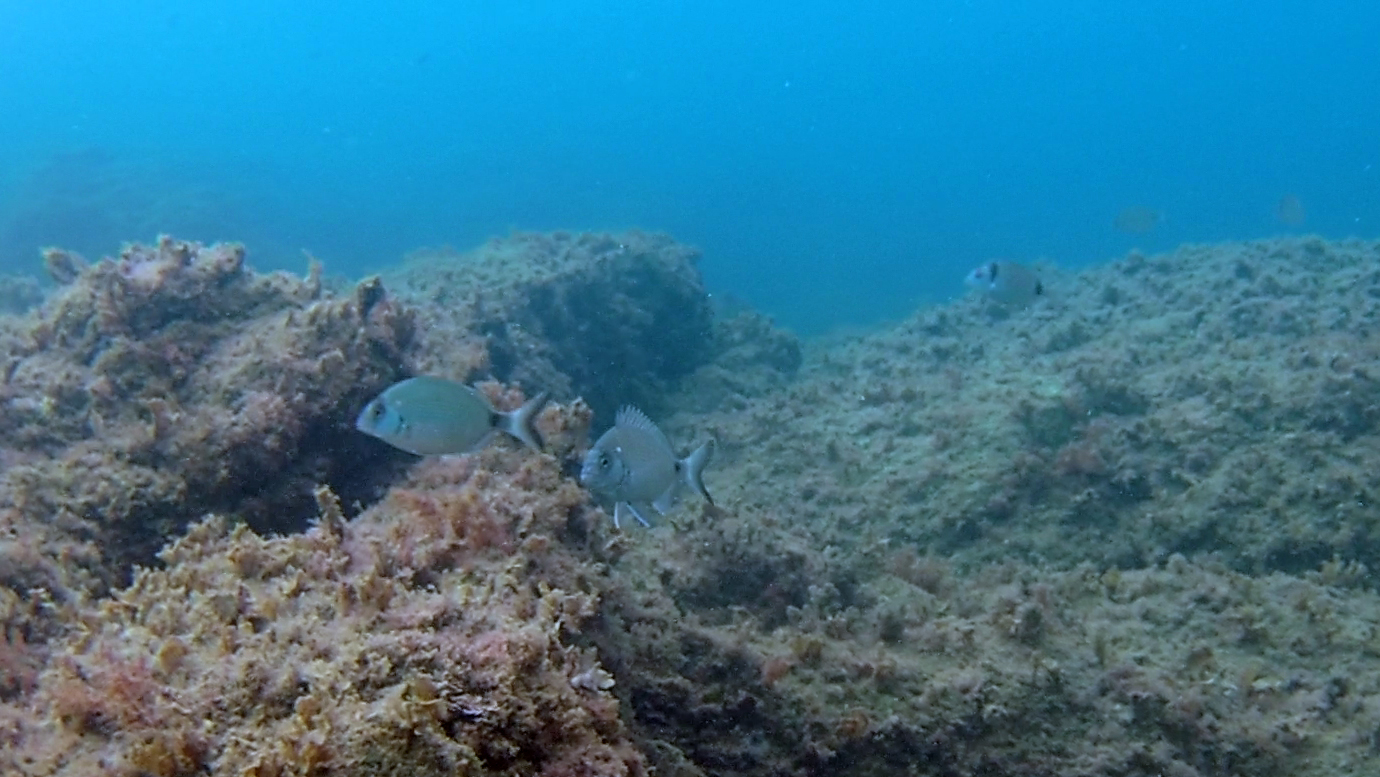 Sargo or White seabream - Diplodus sargus