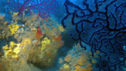 corallo-2016-12-28-16h59m25s165
