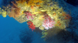 corallo_rosso-2016-12-28-16h58m26s130