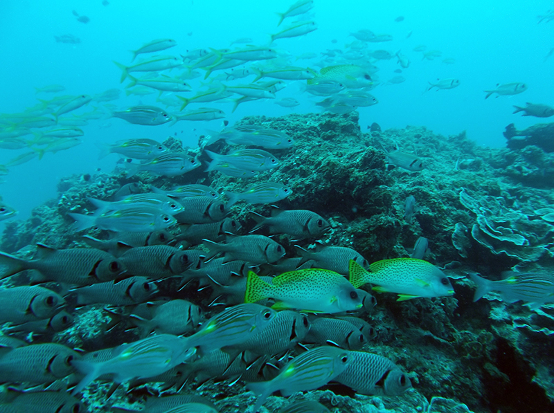 The Nungwi Barrier Reef - Zanzibar 