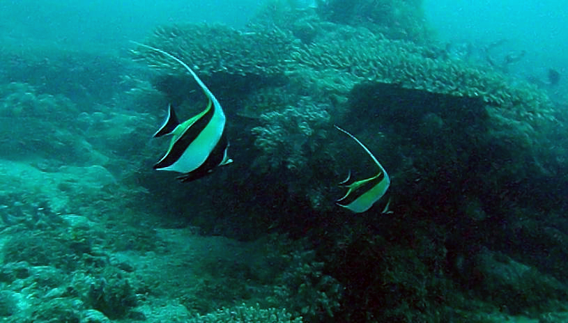 Nosy Be - Madagascar - Barriera Corallina I