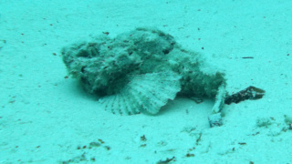 Bearded scorpionfish - Scorpaenopsis barbata