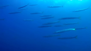 Mediterranean Barracuda - Sphyraena viridensis