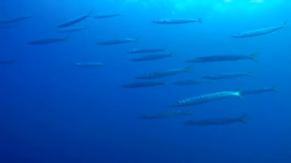 Yellowmouth Barracuda to Calafuria Reef