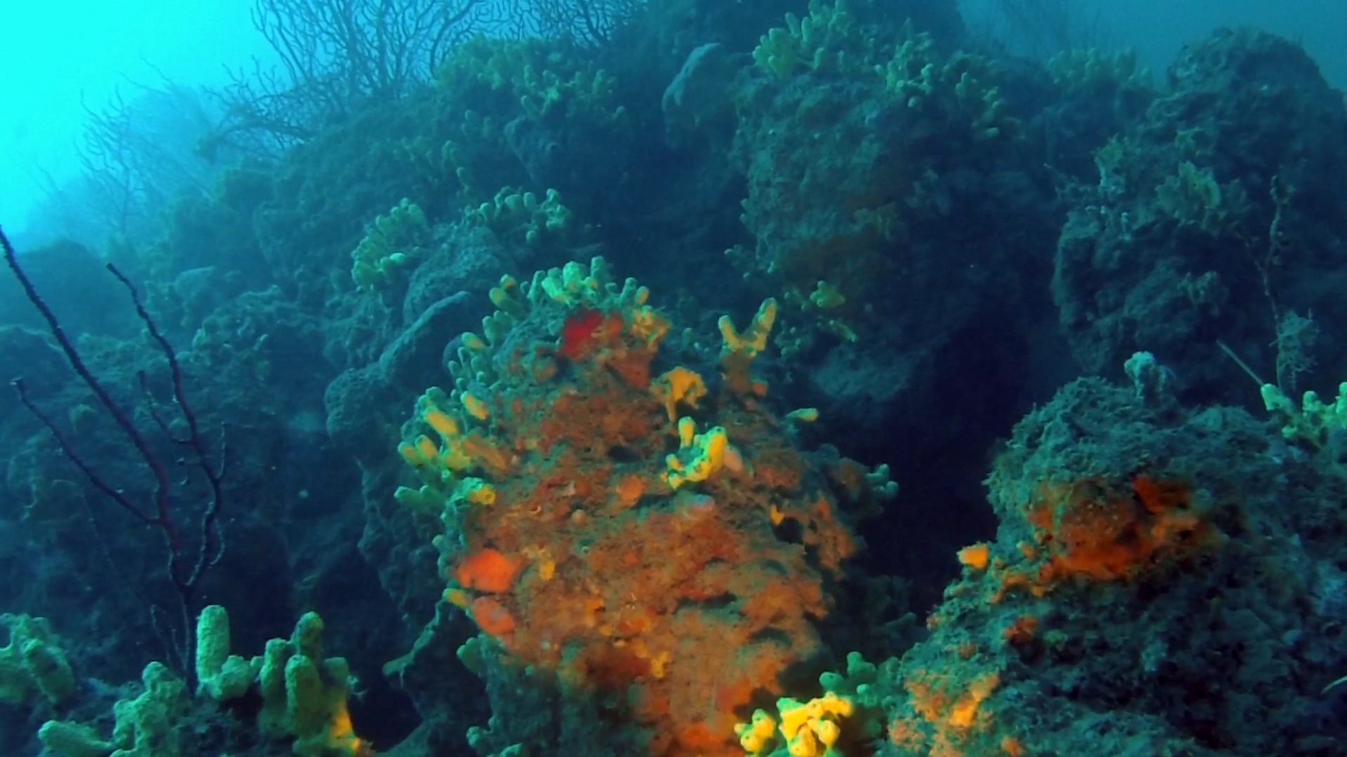 Sponges - Porifera