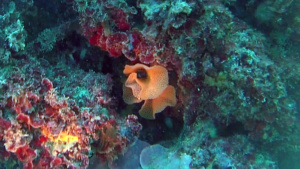 Trine of the sea - Reteporella grimaldii