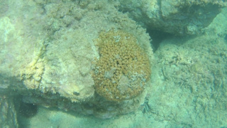 Coral Loaf - Cladocora caespitosa