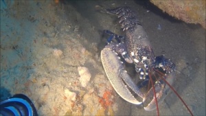 European Lobster - Homarus gammarus
