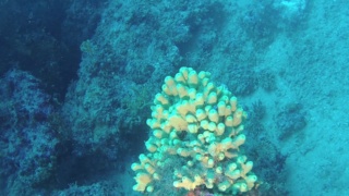 Mediterranean Sponges