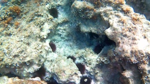 Sea Urchins - Paracentrotus lividus