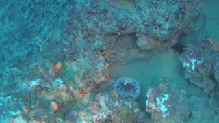 Mediterranean sea Urchin