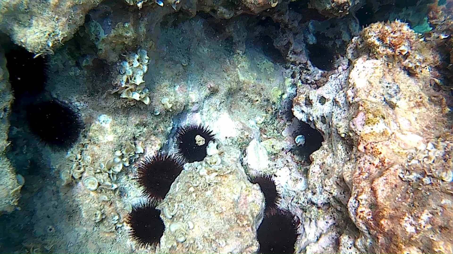 Paracentrotus lividus - Riccio di Mare - Sea Urchin - intotheblue.it