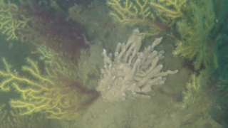Spongia Porifera