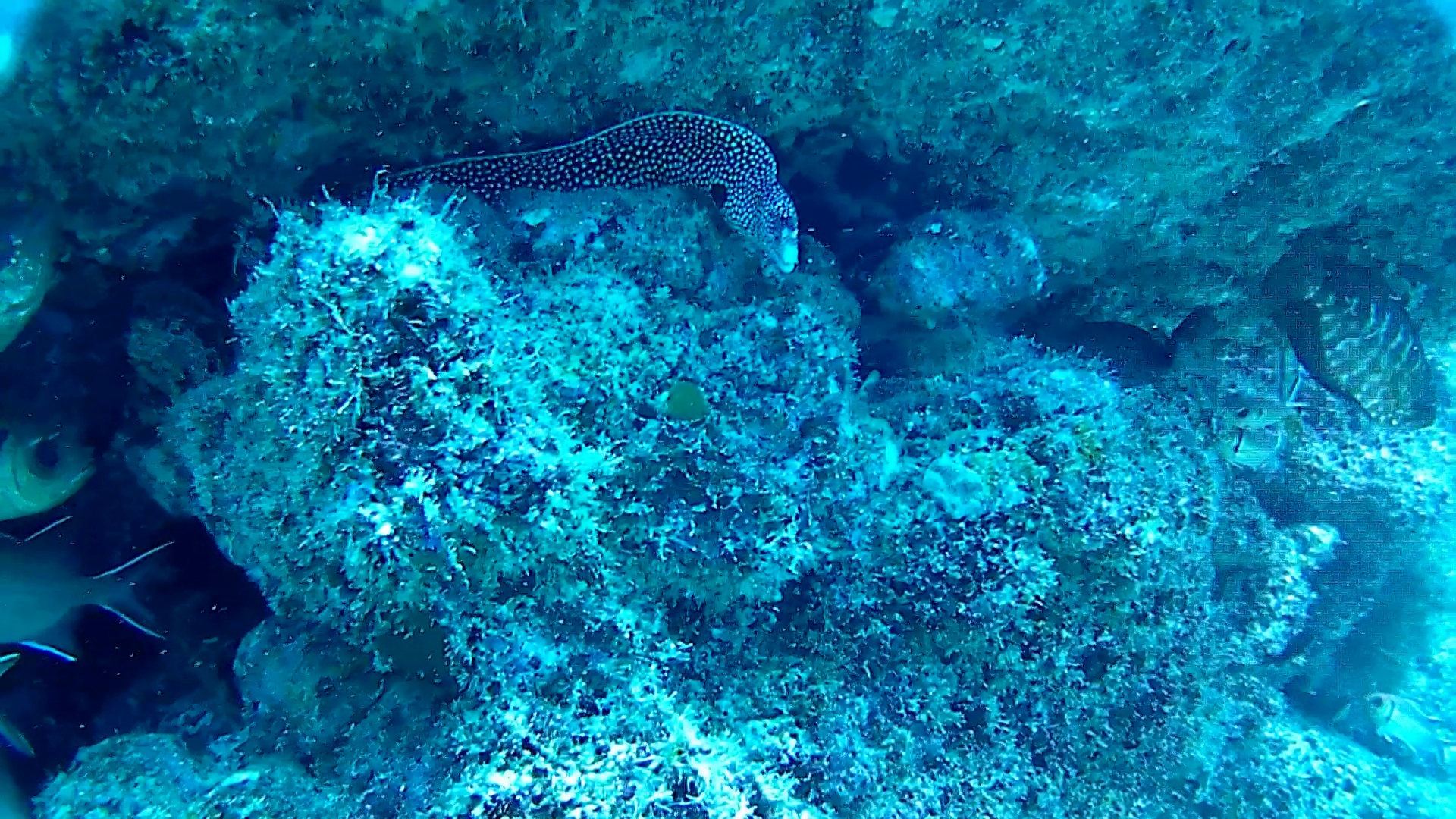 Laced moray intotheblue.it