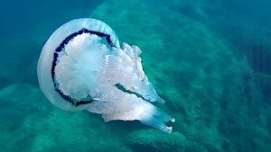 Barrel Jellyfish - Rhizostoma pulmo