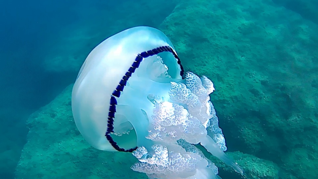 Barrel Jellyfish - Polmone di mare - Rhizostoma pulmo - intotheblue.it