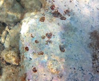 Le Patelle (Famiglia Patellidae) Sono Molluschi Gasteropodi Dell’ordine Archeogasteropodi- Intotheblue.it