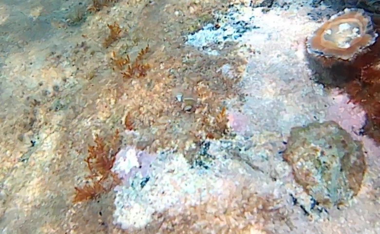Le Patelle (famiglia Patellidae) sono molluschi gasteropodi dell’ordine Archeogasteropodi- intotheblue.it