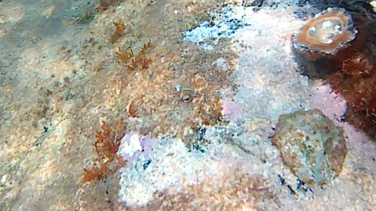 Le Patelle (famiglia Patellidae) sono molluschi gasteropodi dell’ordine Archeogasteropodi- intotheblue.it