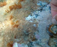 Le Patelle (Famiglia Patellidae) Sono Molluschi Gasteropodi Dell’ordine Archeogasteropodi- Intotheblue.it