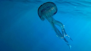 jellyfish "Pelagia noctiluca"