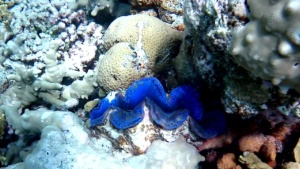 Maxima clam - Tridacna maxima - intotheblue.it